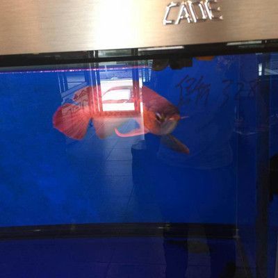 彩蝶埃及缸可以養龍魚嗎：彩蝶埃及缸養龍魚和埃及缸可以養龍魚嗎