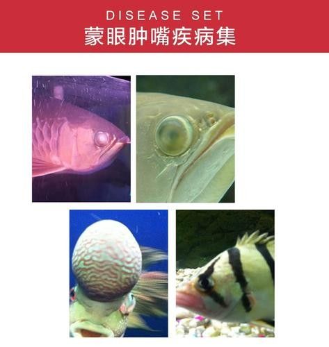 龍魚眼睛有白色絮狀物怎么回事兒圖片