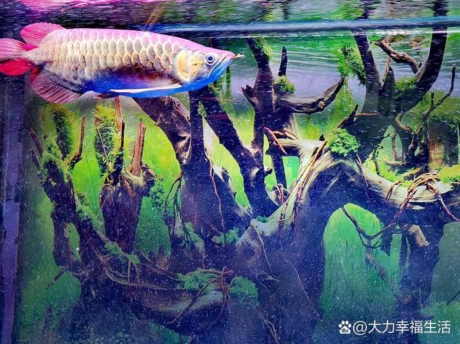 龍魚眼睛有白色絮狀物怎么回事兒圖片
