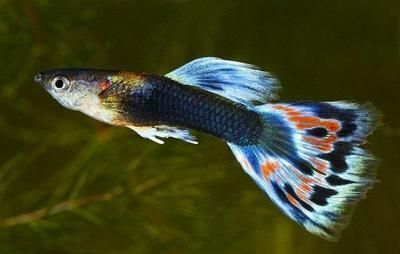 最貴的龍魚價格排名榜：世界上最貴的龍魚價格排名榜