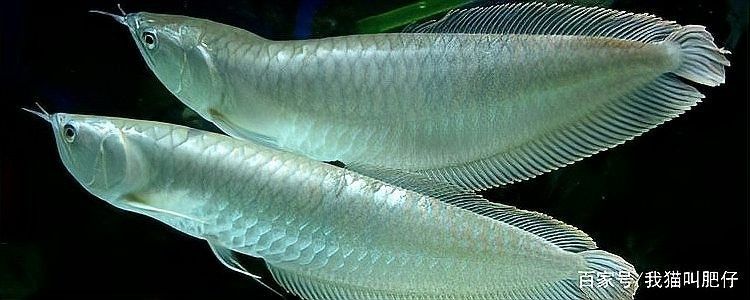 銀龍魚需要24小時(shí)燈光照嗎