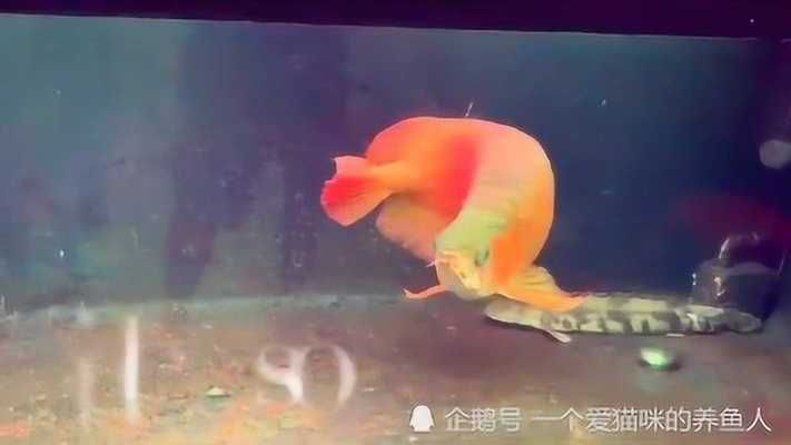 40厘米金龍魚要養(yǎng)幾年才能繁殖：金龍魚在達到繁殖年齡之前需要經(jīng)歷更長的時間和生長速度