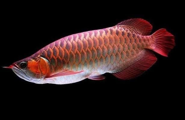 紅龍魚養公的好還是母的好一點呢：紅龍魚養公紅龍魚和母紅龍魚的飼養條件及飼養條件