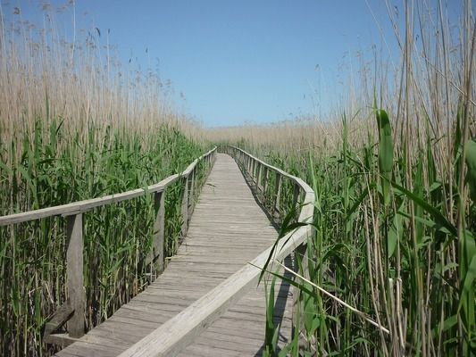 金龍魚是什么公司的（金龍魚是什么公司的品牌）