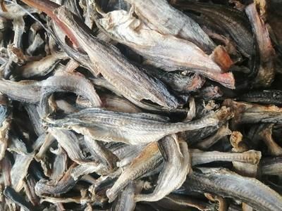 龍魚一手貨源：購買龍魚一手貨源的注意事項