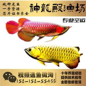 龍魚一手貨源：購買龍魚一手貨源的注意事項