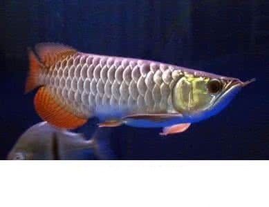 龍魚(yú)蹭缸的可能含義（繁殖需求）