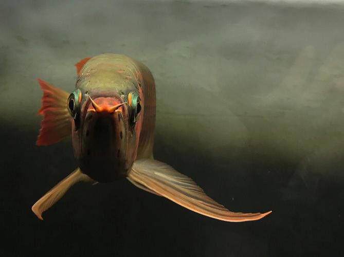 新加坡紅龍魚圖片大全高清