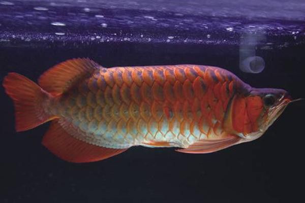新加坡紅龍魚圖片大全高清