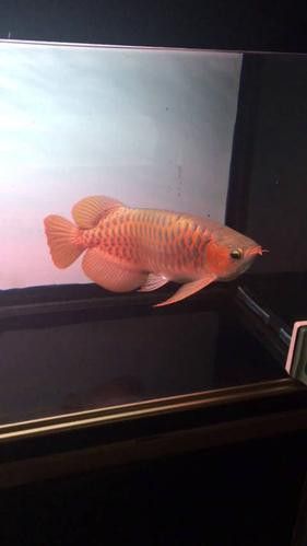 新加坡紅龍魚圖片大全高清