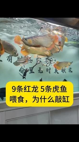 龍魚能和虎魚混養嗎圖片欣賞