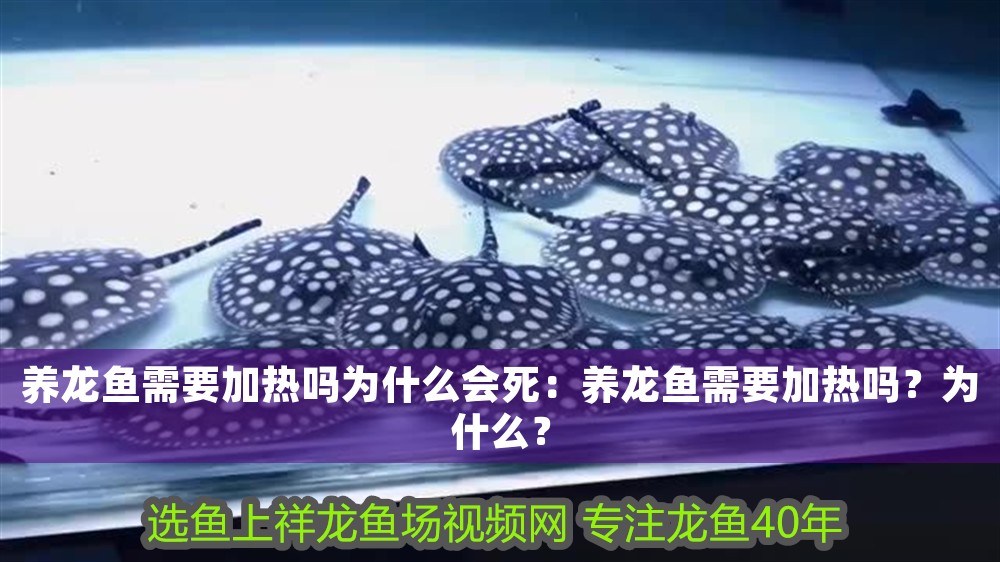 養龍魚需要加熱嗎為什么會死：養龍魚需要加熱嗎？為什么？