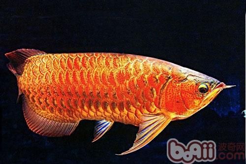河邊里的土龍魚（土龍魚是什么）