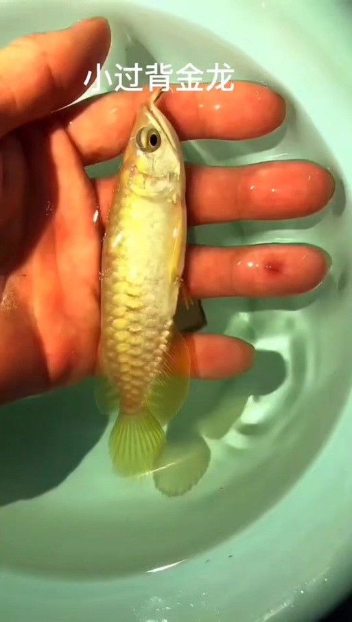 金龍魚幼崽長什么樣