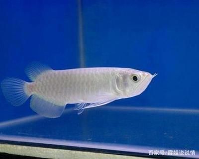 龍魚什么最貴最好養：最貴和最好養的龍魚品種
