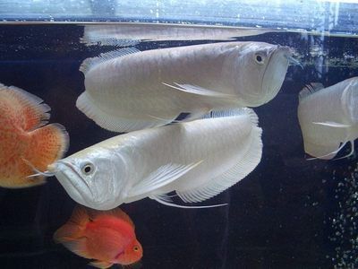 龍魚什么最貴最好養：最貴和最好養的龍魚品種