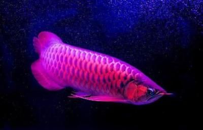 龍魚什么最貴最好養：最貴和最好養的龍魚品種