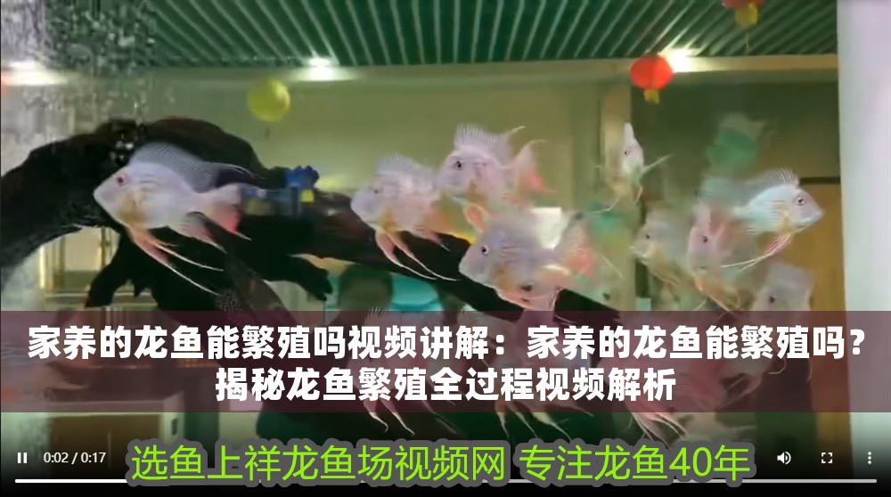 家養的龍魚能繁殖嗎視頻講解:家養的龍魚能繁殖嗎?揭秘龍魚繁殖全過程視頻解析 龍魚百科 第1張 家養的龍魚能繁殖嗎視頻講解:家養的龍魚能繁殖嗎?揭秘龍魚繁殖全過程視頻解析 家養的龍魚能繁殖嗎視頻講解:家養的龍魚能繁殖嗎?揭秘龍魚繁殖全過程視頻解析 龍魚百科 第1張