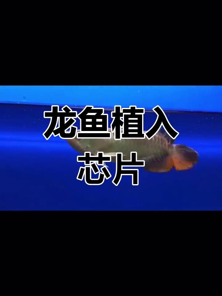龍魚芯片植入費(fèi)用是多少？