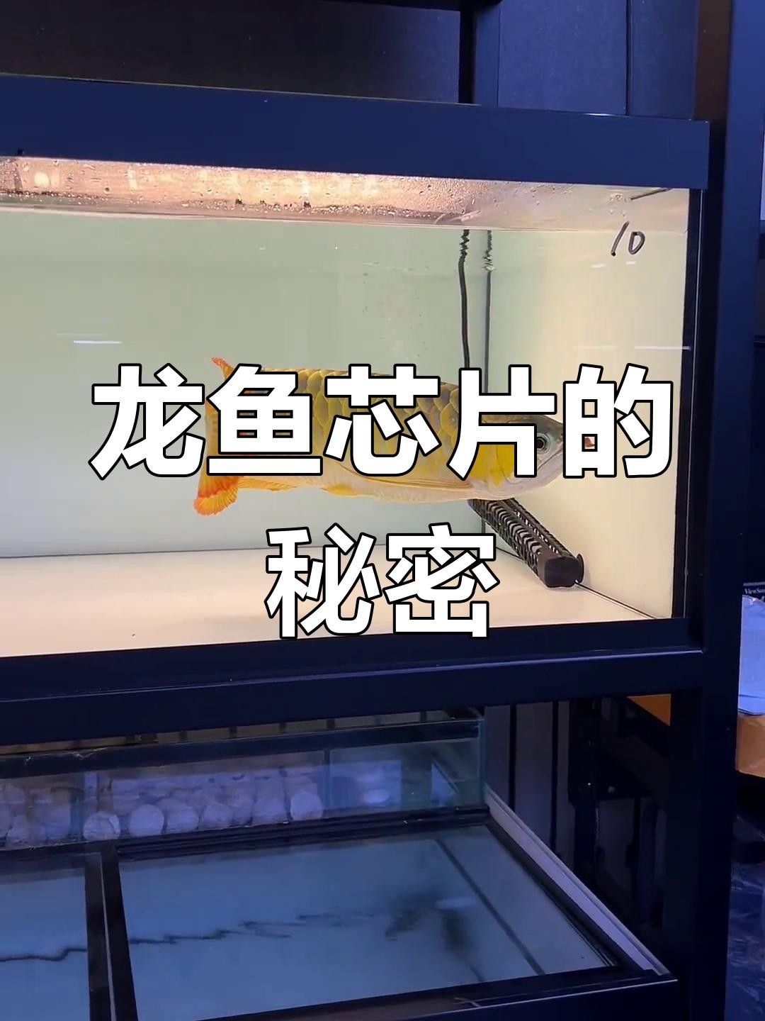 龍魚芯片植入費(fèi)用是多少？