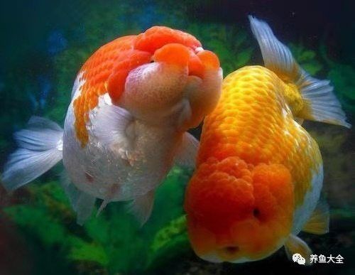紅龍魚(yú)F3和F4的壽命有區(qū)別嗎？