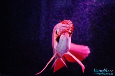 龍魚能吃蜈蚣嗎有毒嗎：龍魚可以吃蜈蚣嗎？