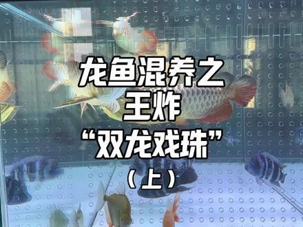 龍魚能和蝴蝶錦鯉混養(yǎng)嗎