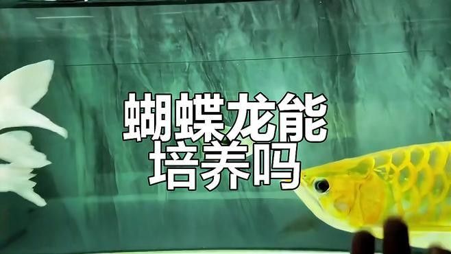 龍魚能和蝴蝶錦鯉混養(yǎng)嗎