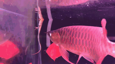 如何設置紅金龍魚動態(tài)壁紙？