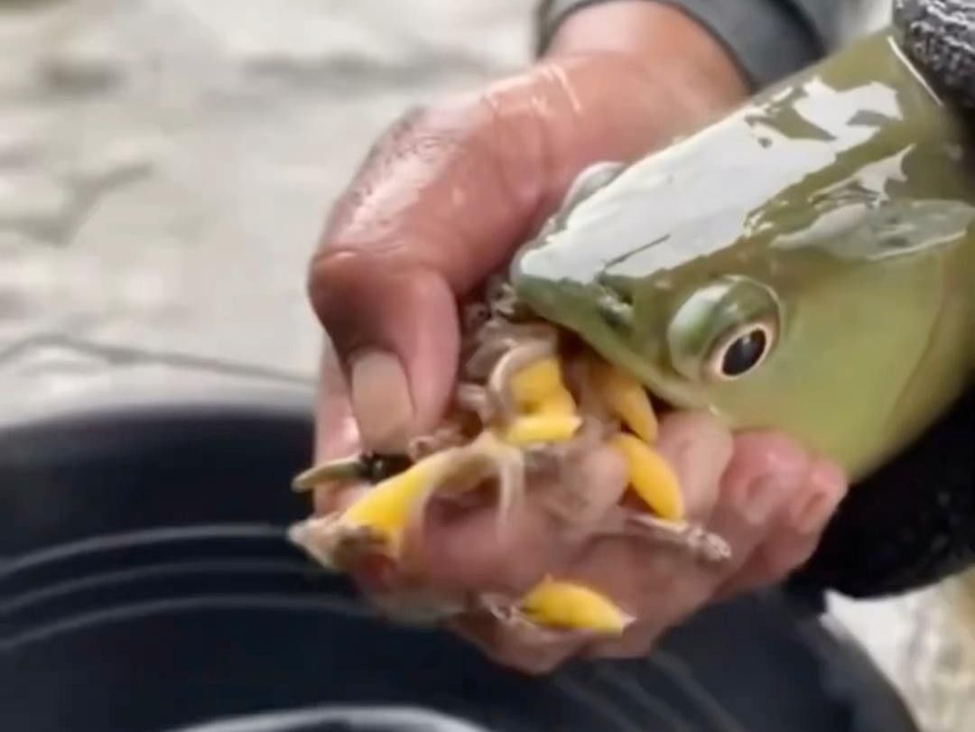 金龍魚魚苗多久喂一次食物