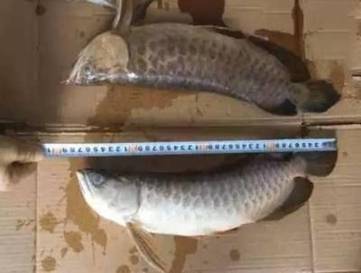 龍魚體長怎么量出來：龍魚體長怎么測出來