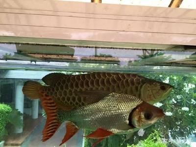 龍魚配魚的最佳選擇方法是什么，如何判斷龍魚與配魚和諧共處 龍魚配魚的最佳選擇方法是什么，如何判斷龍魚與配魚和諧共處 龍魚百科 第4張