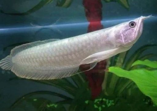 銀龍魚被鸚鵡魚欺負死了