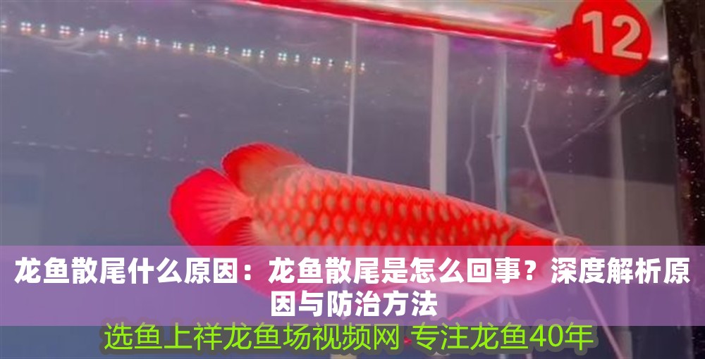 龍魚散尾什么原因：龍魚散尾是怎么回事？深度解析原因與防治方法