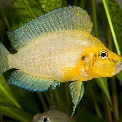 金老虎魚(yú)又叫什么魚(yú)