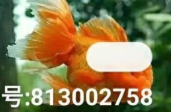 金老虎魚(yú)又叫什么魚(yú)