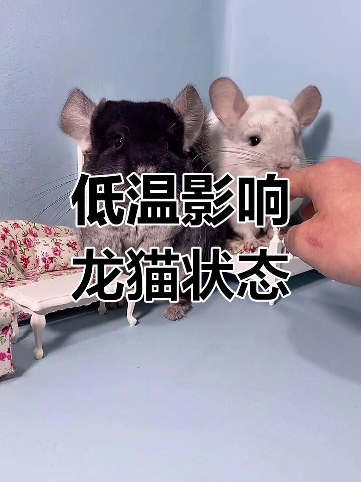 龍貓在低溫下會怎樣？