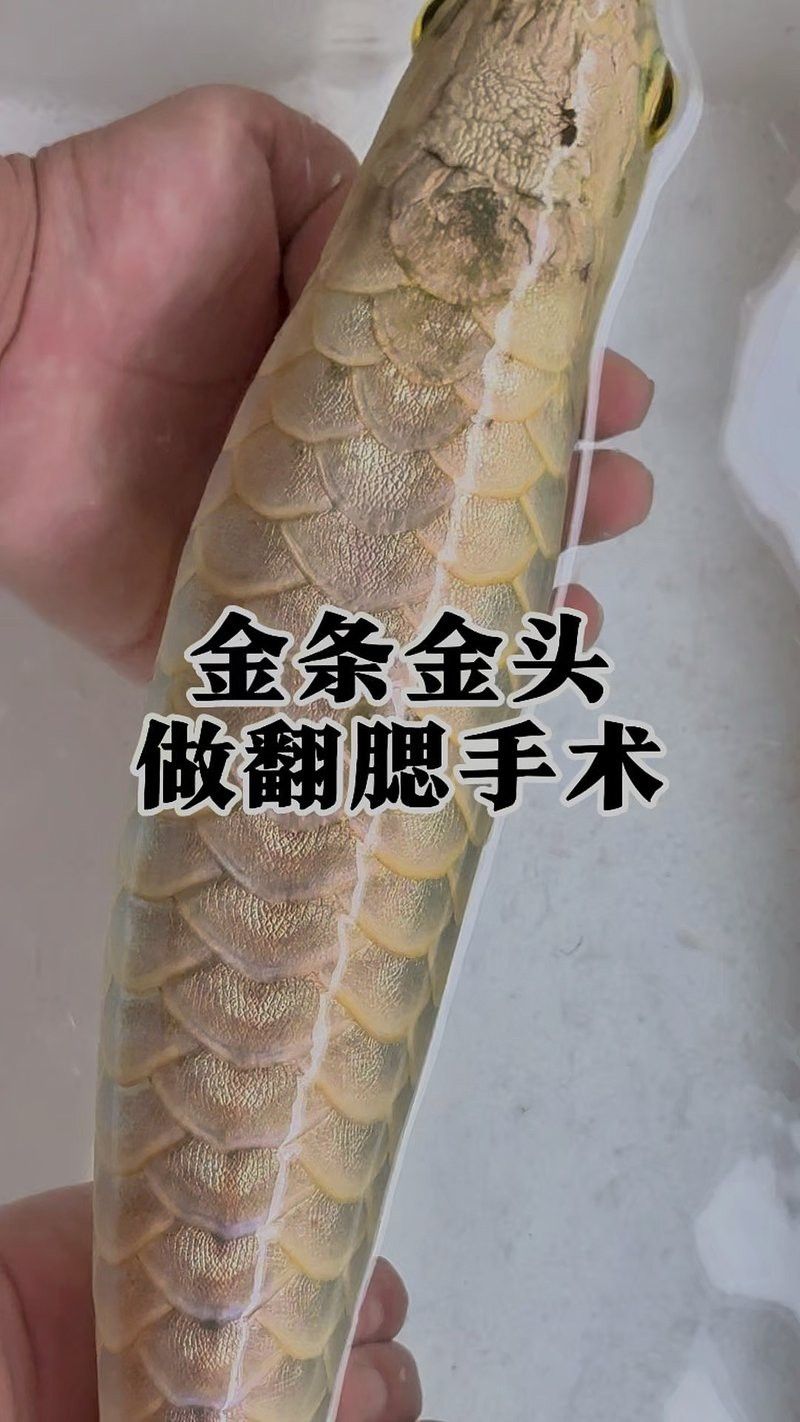 如何判斷龍魚是否需要鰓蓋整形？