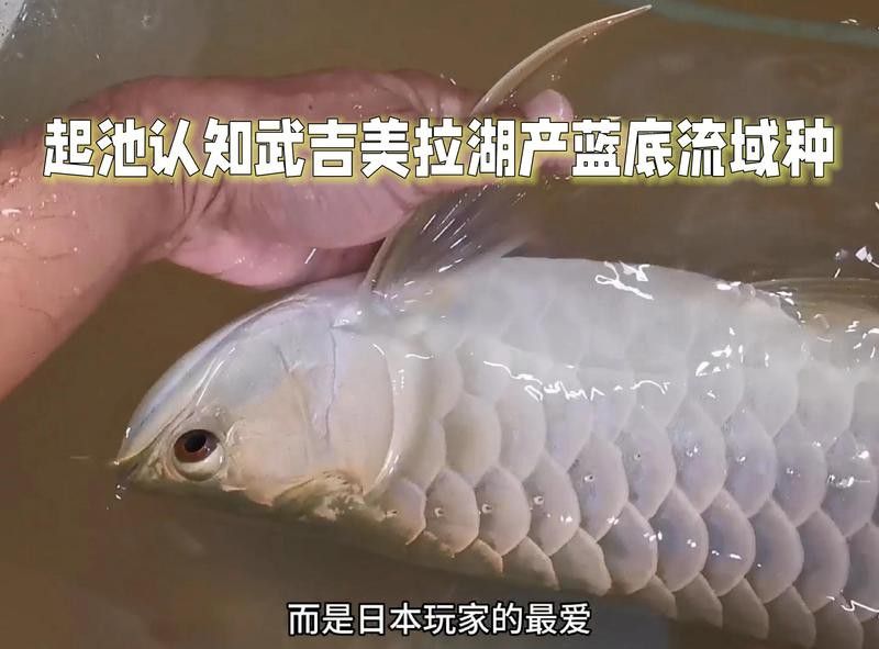 武吉美拉龍魚介紹