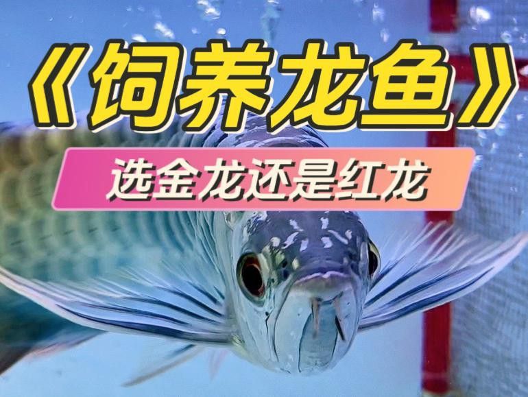 古典金龍和普通金龍哪個更好養(yǎng)？