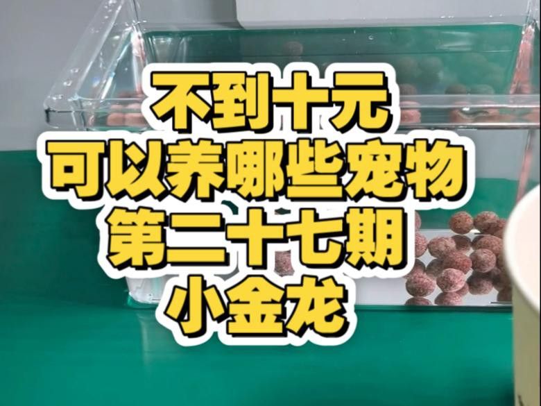 古典金龍和普通金龍哪個更好養(yǎng)？