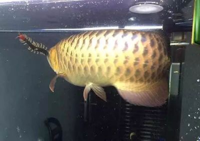 龍魚嘔吐物（龍魚嘔吐物可能由多種原因引起）