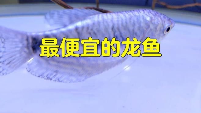 哪種龍魚品種最便宜？