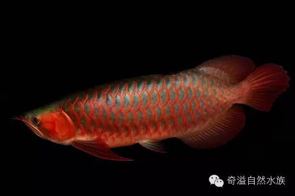 紅龍魚體型的描述是什么（什么品種的紅龍魚體型大） 紅龍魚體型的描述是什么（什么品種的紅龍魚體型大） 龍魚百科 第4張