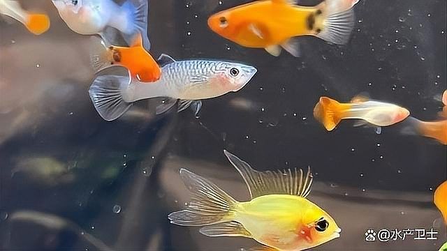 龍魚慢性中毒怎么辦