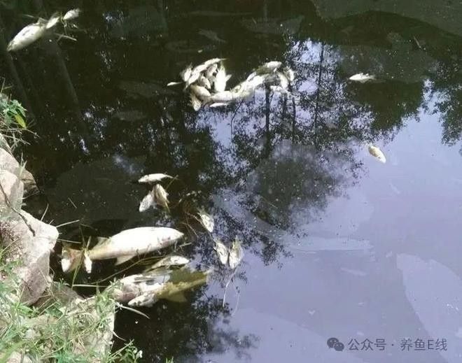 龍魚慢性中毒怎么辦