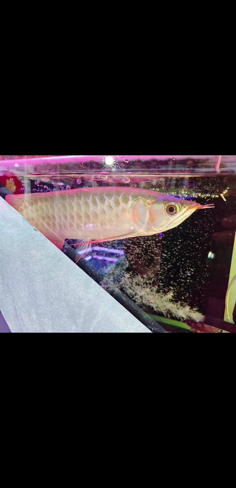 給我一張紅龍魚幼崽的照片