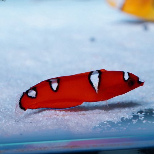 給我一張紅龍魚幼崽的照片