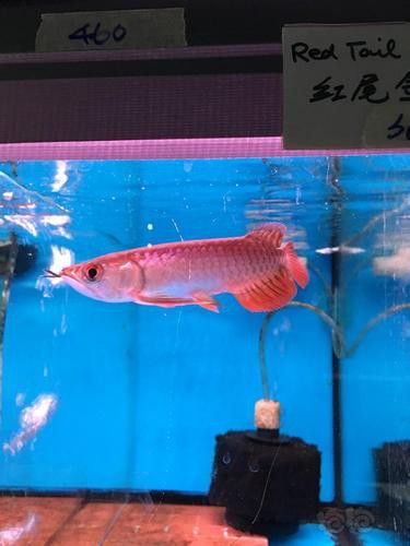 給我一張紅龍魚幼崽的照片