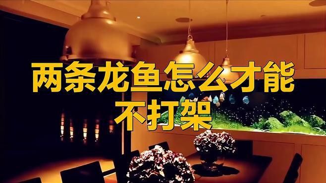 混養(yǎng)龍魚怎么才不打架